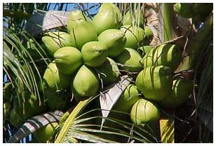coconut.jpg
